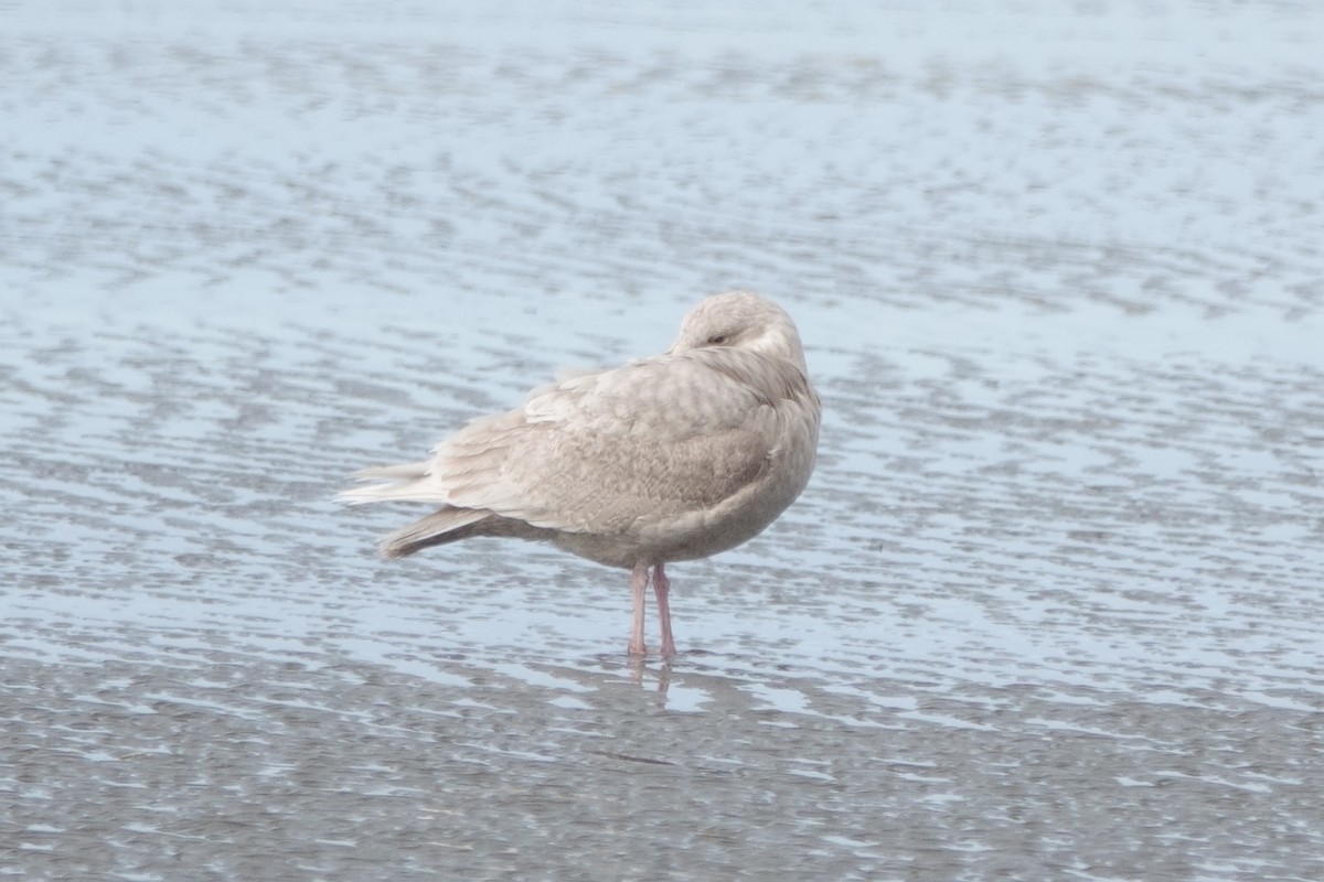 Gaviota (Larus) sp. - ML615214250