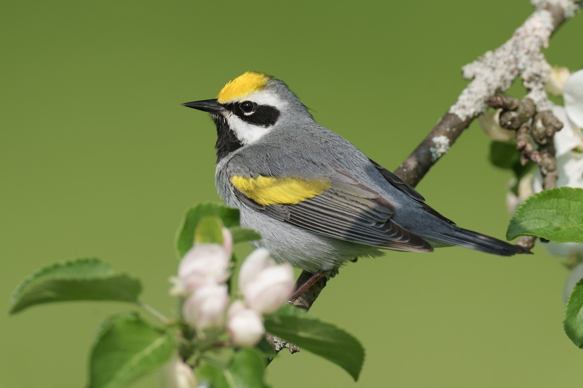 Golden-winged Warbler - Jeff Hapeman