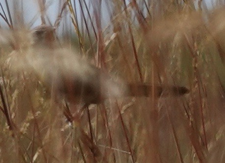 Spinifex-Schilfsänger - ML615214282