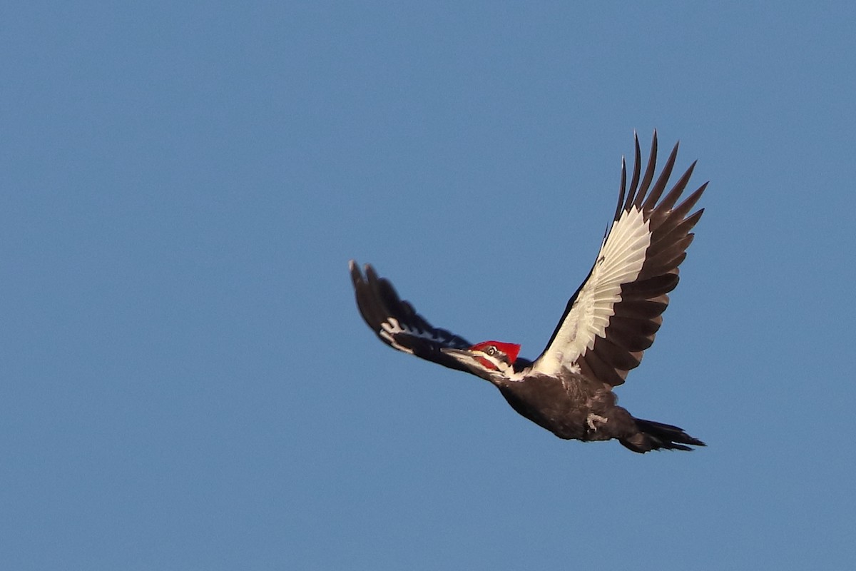 Pileated Woodpecker - ML615214296
