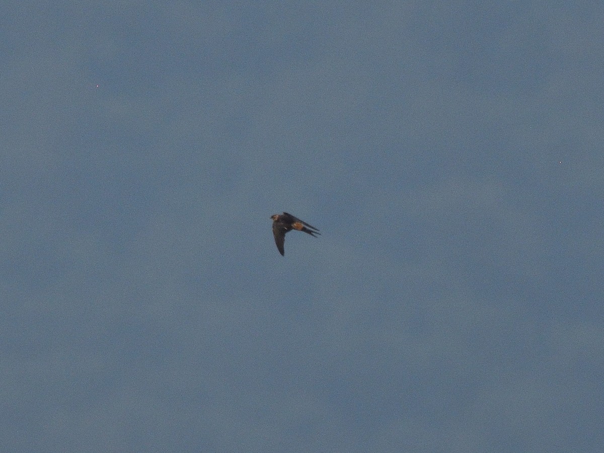 Red-rumped Swallow - ML615214302
