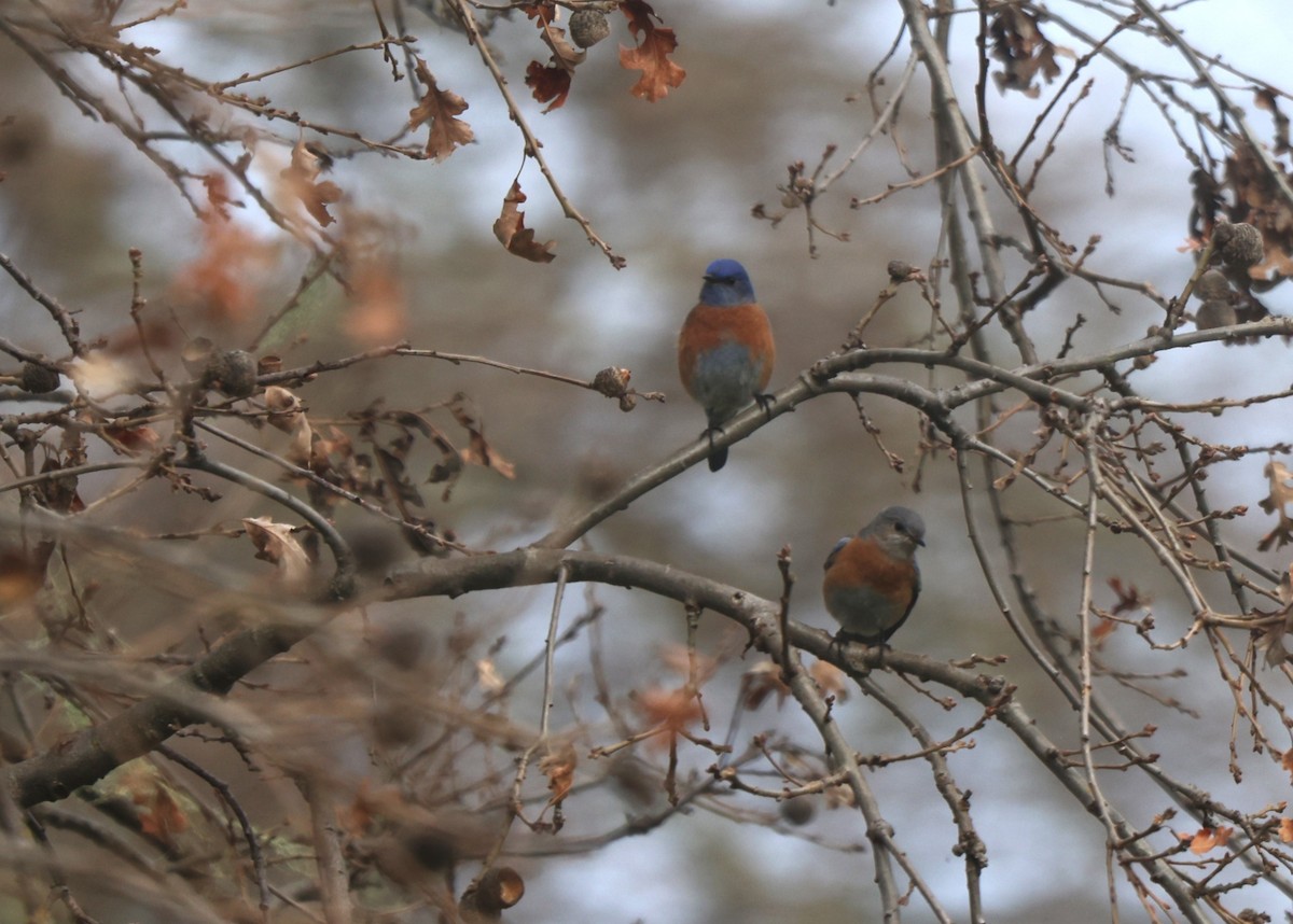 Western Bluebird - ML615214319