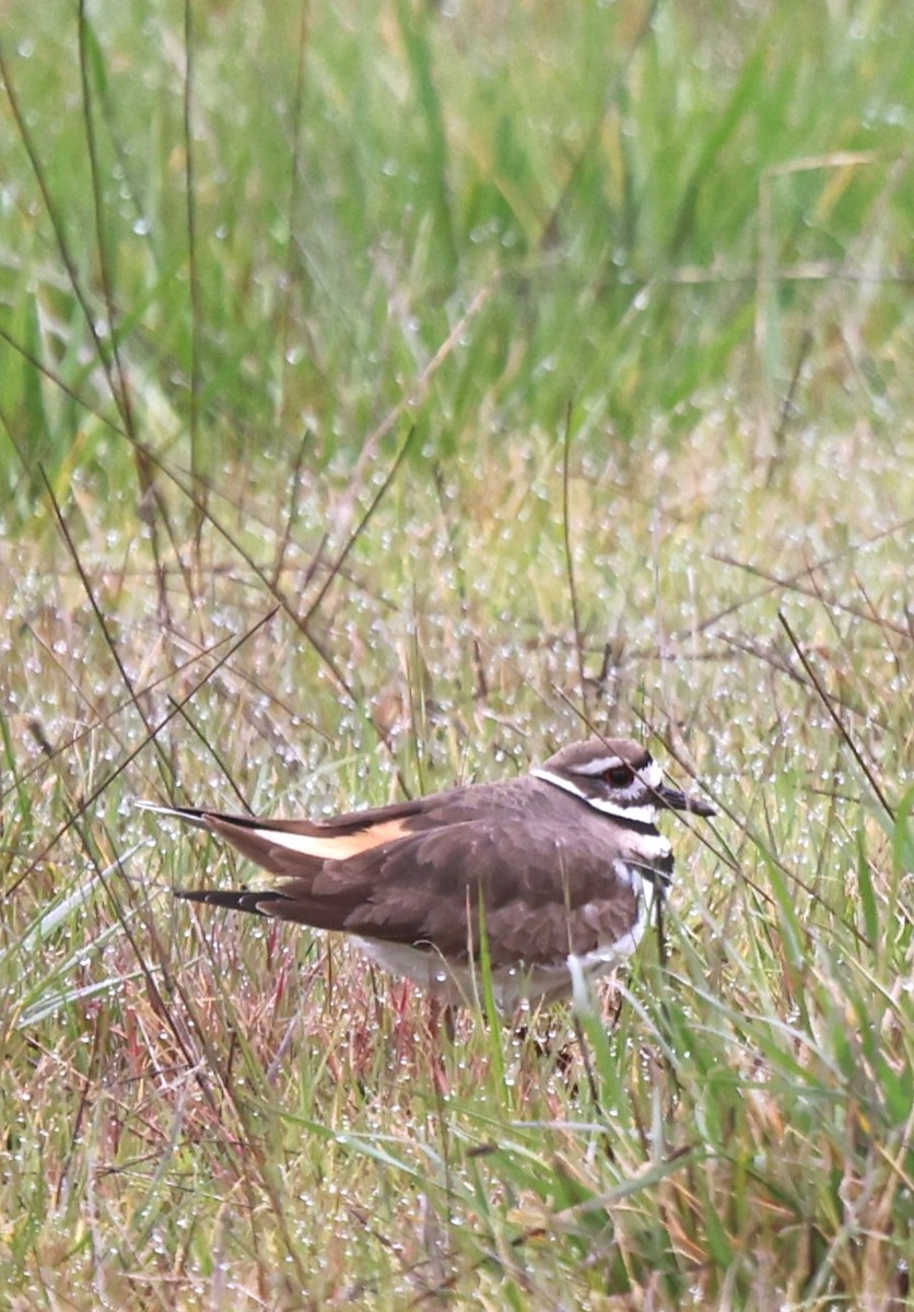 Killdeer - Robert Keiffer