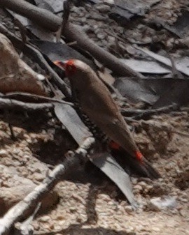 Painted Firetail - Judith White