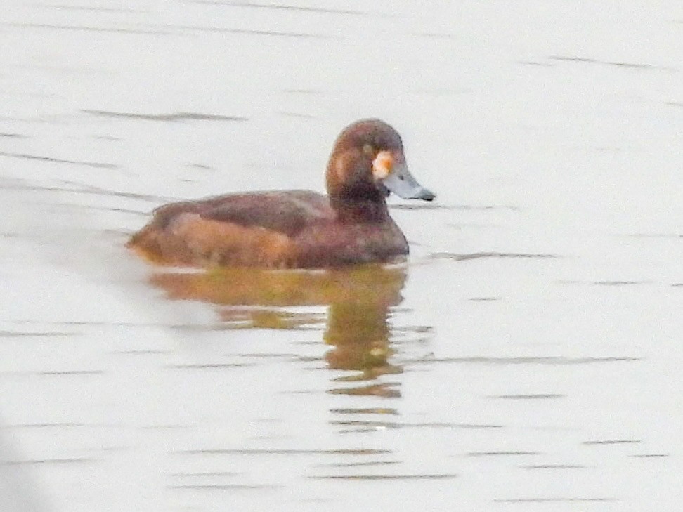 Lesser Scaup - ML615214417