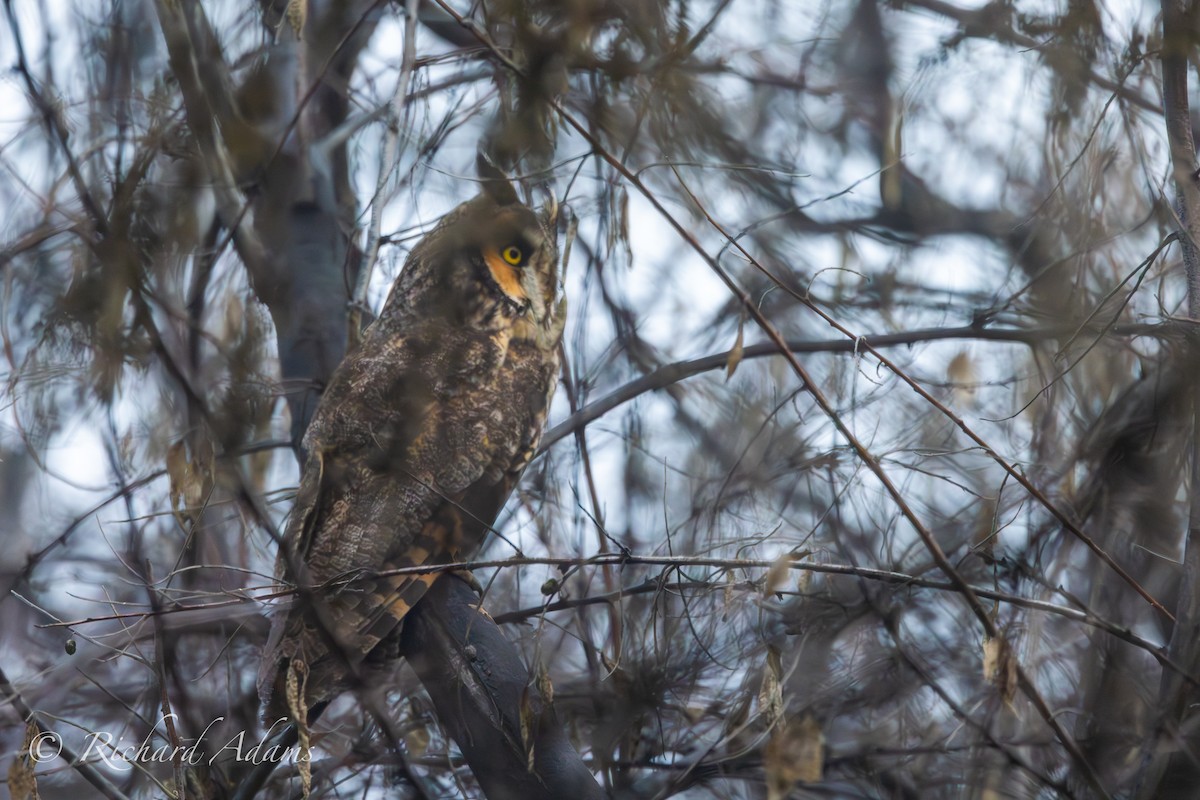 Long-eared Owl - ML615214427