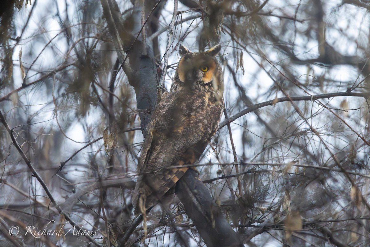 Long-eared Owl - ML615214428