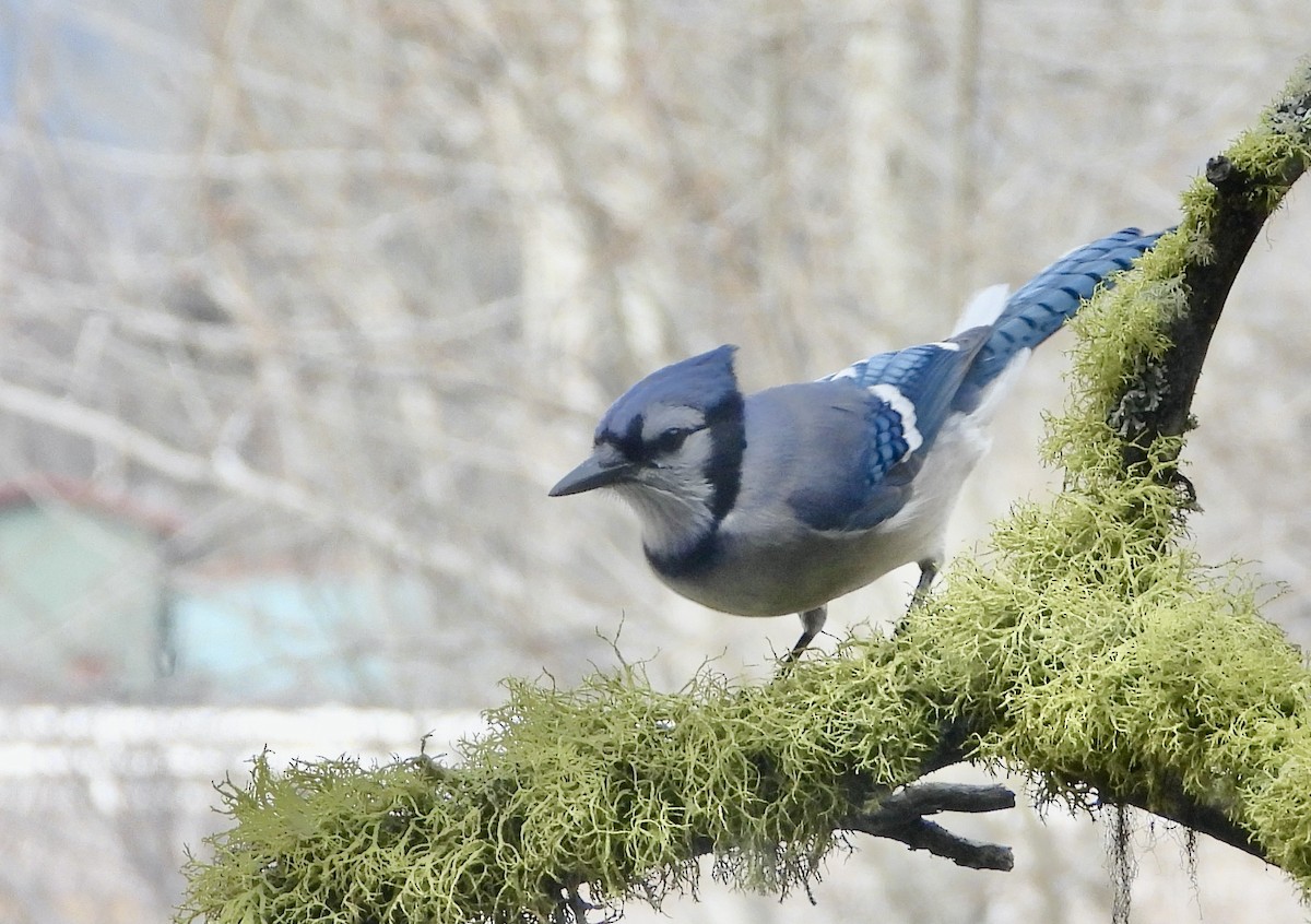 Blue Jay - ML615214510