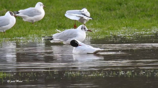 Mouette mélanocéphale - ML615214518