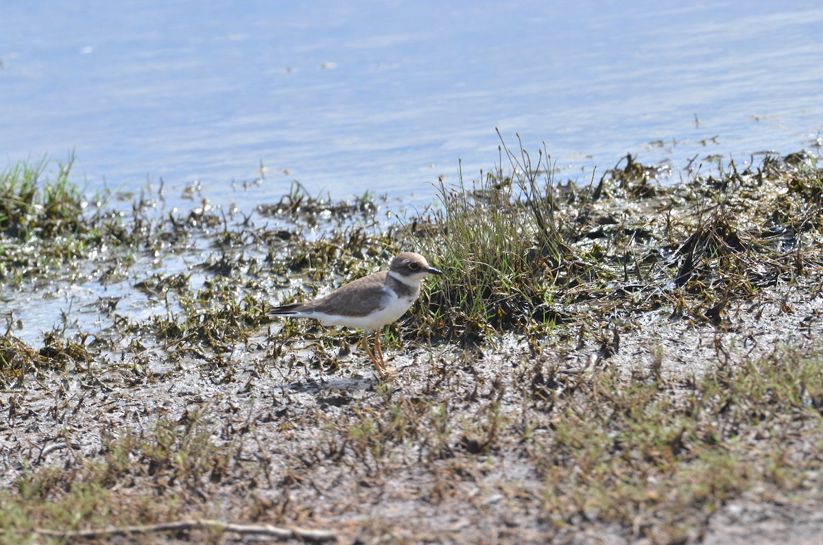 Common Ringed Plover - ML615214593