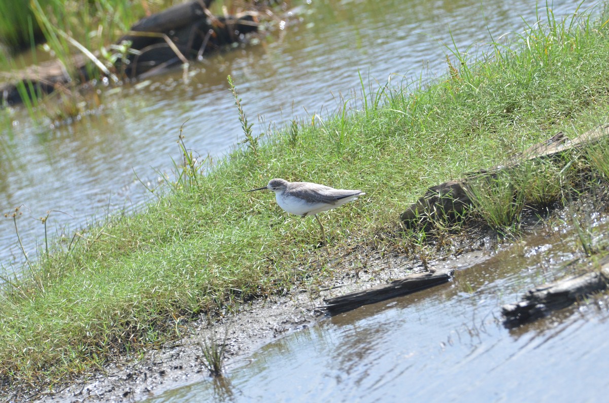 Marsh Sandpiper - ML615214613