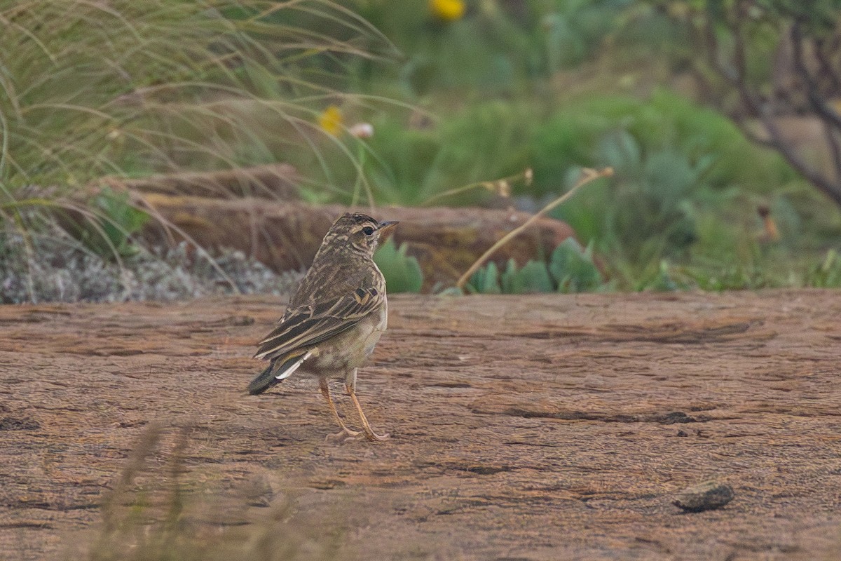 Nicholson's Pipit - ML615214618