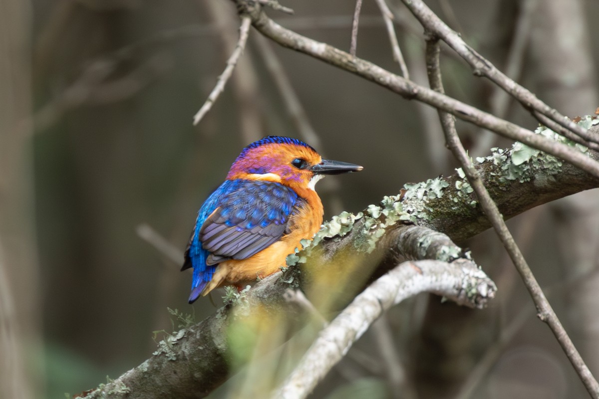 African Pygmy Kingfisher - ML615214625