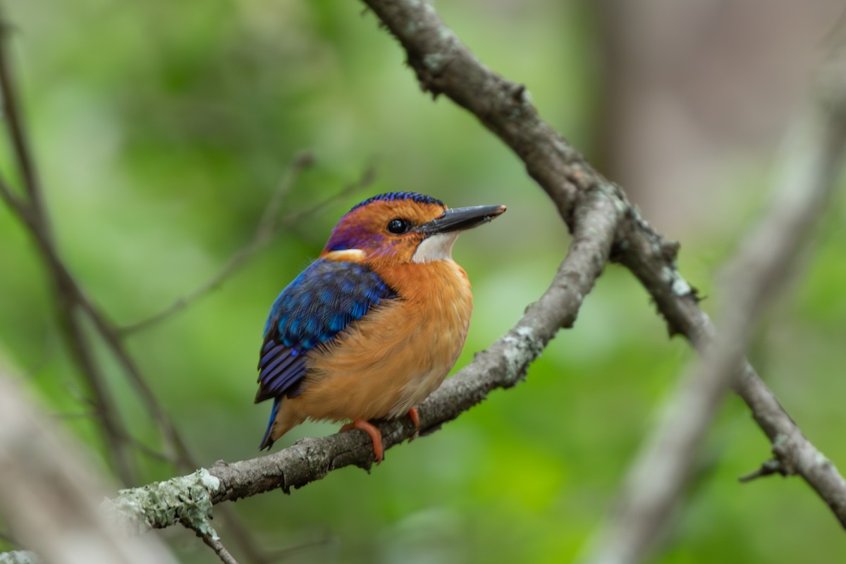 African Pygmy Kingfisher - ML615214627