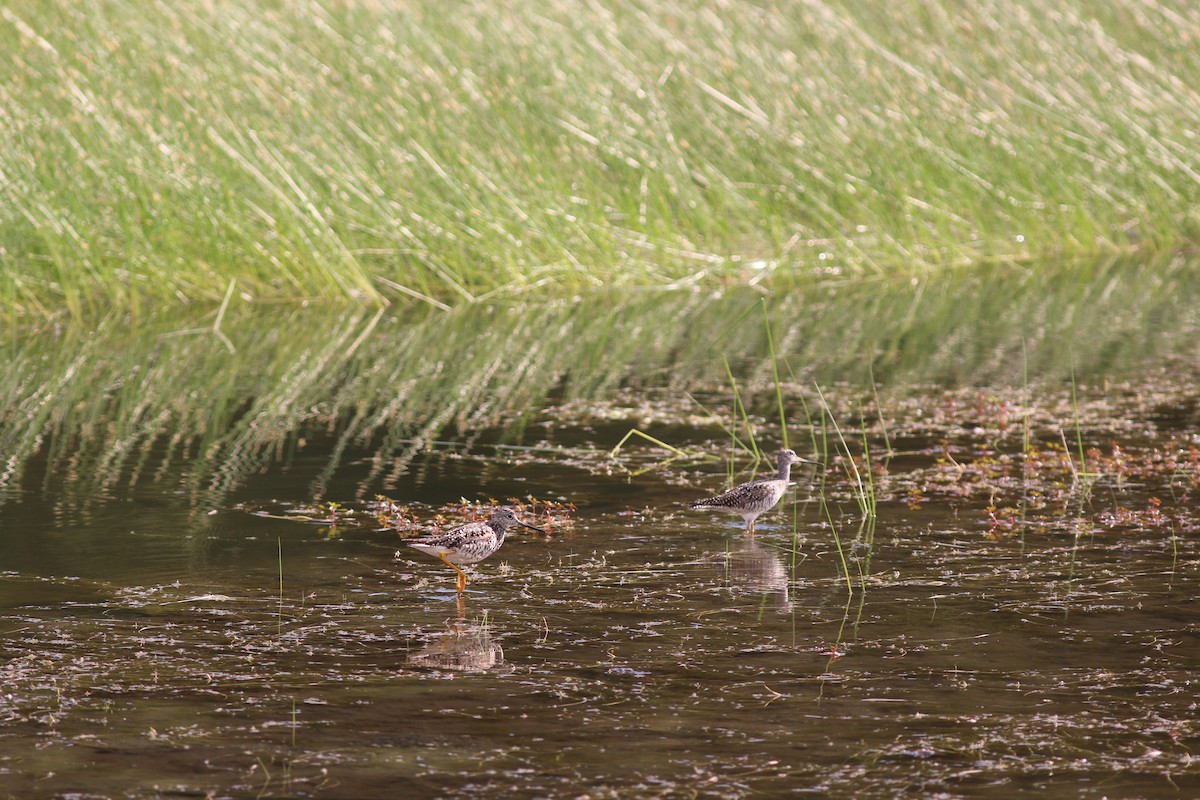 Greater Yellowlegs - ML615214628