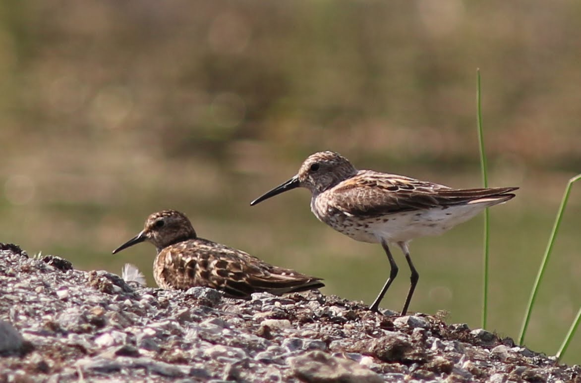 Least Sandpiper - ML615214633