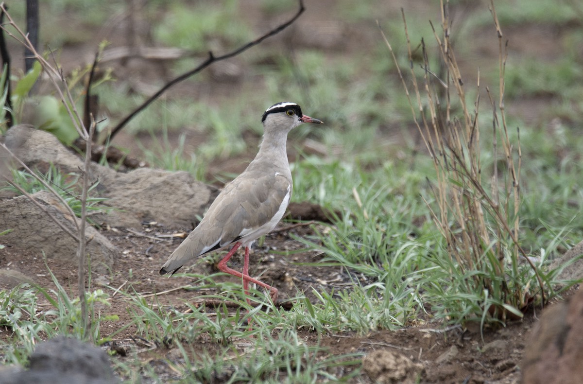 Crowned Lapwing - ML615214647