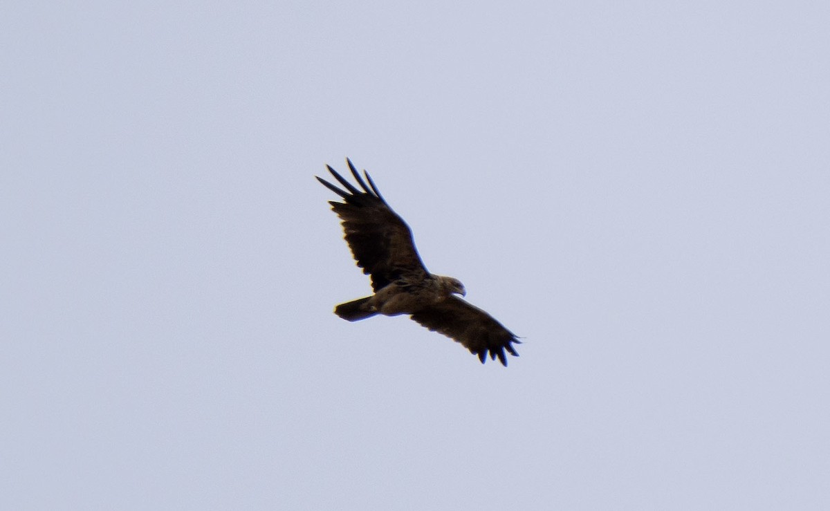 Wahlberg's Eagle - ML615214652