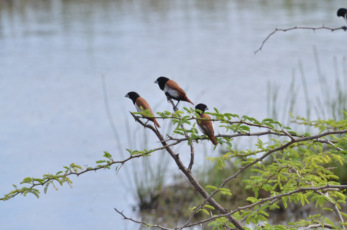 Tricolored Munia - ML615214658