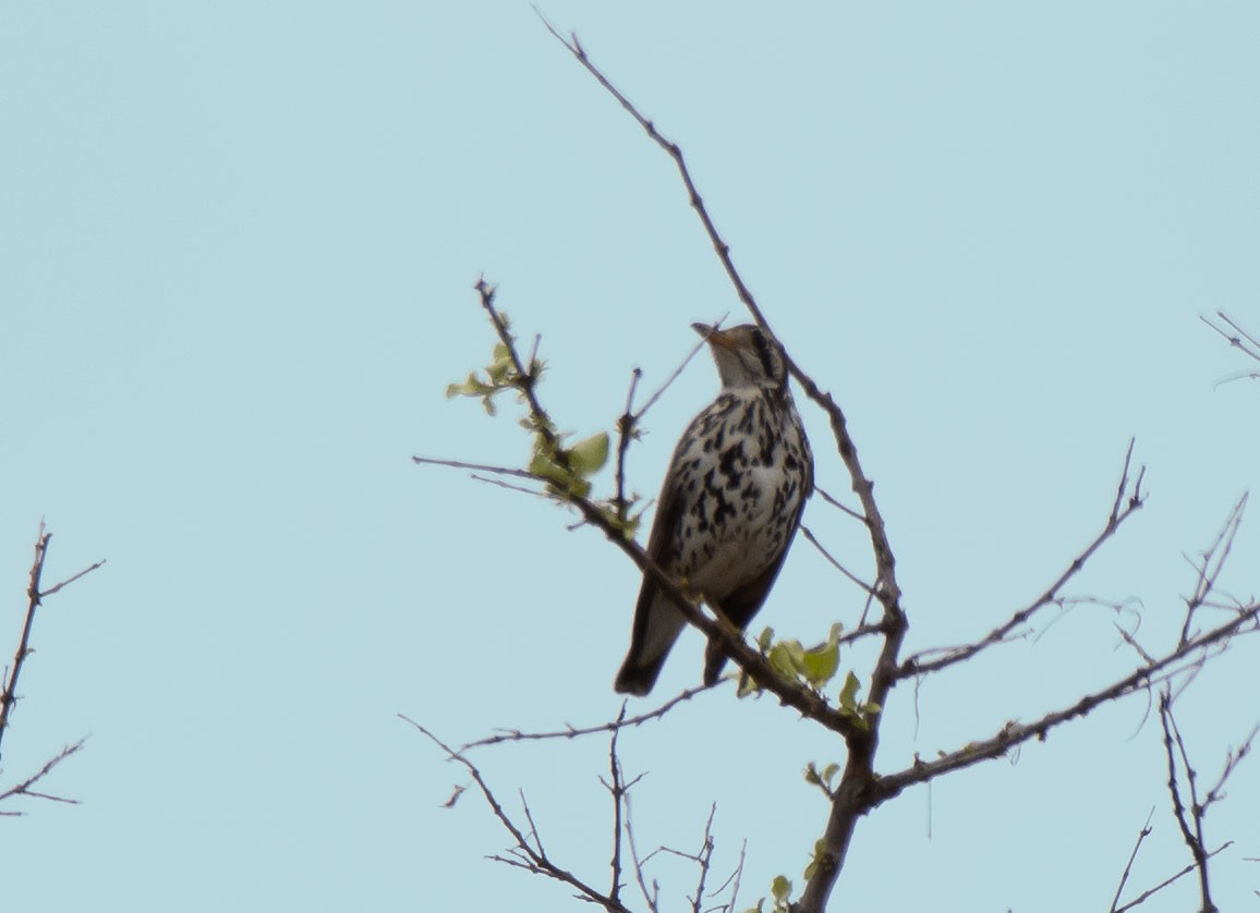 Groundscraper Thrush - Antonio Ceballos Barbancho