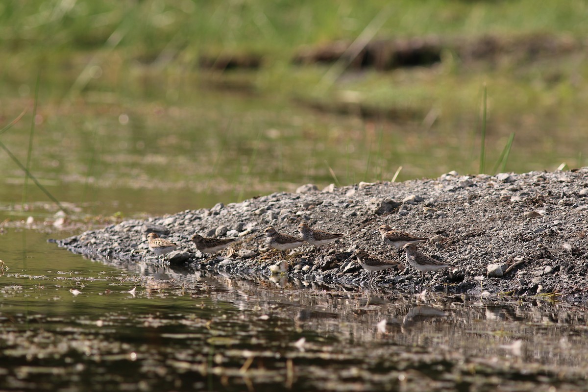 Least Sandpiper - ML615214661
