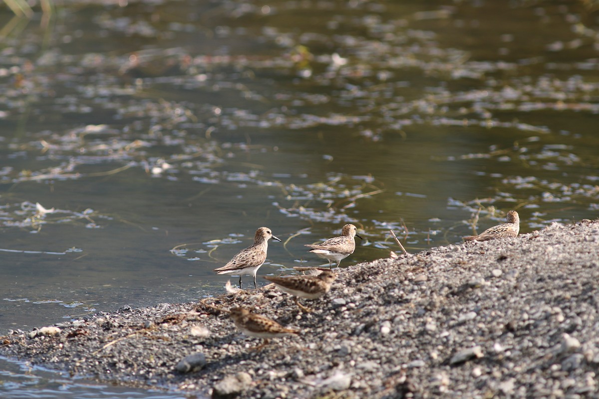 Western Sandpiper - ML615214671