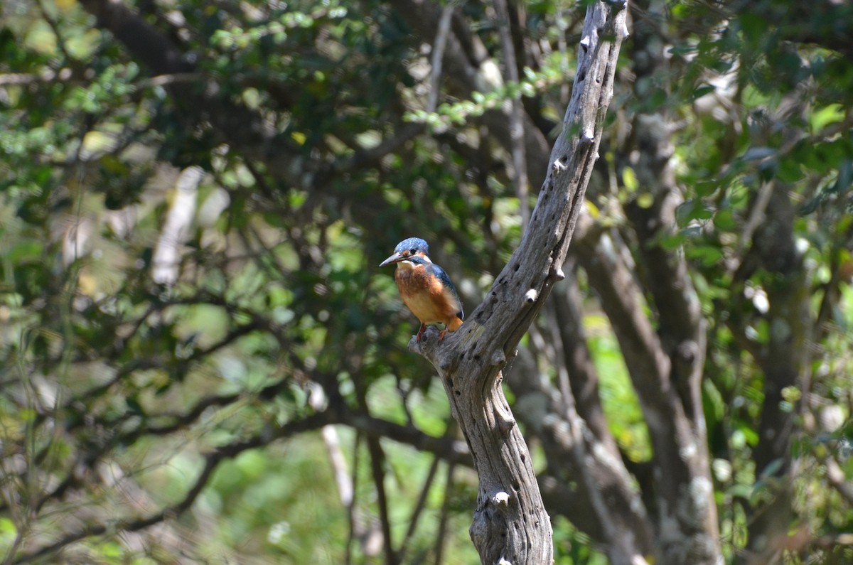 Common Kingfisher - ML615214687