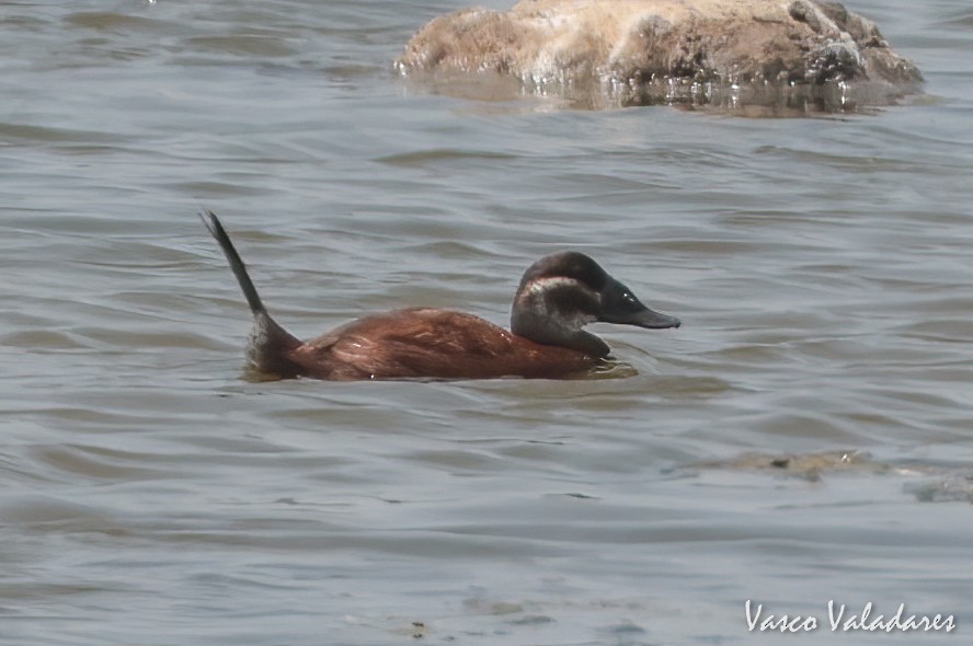 White-headed Duck - Vasco Valadares