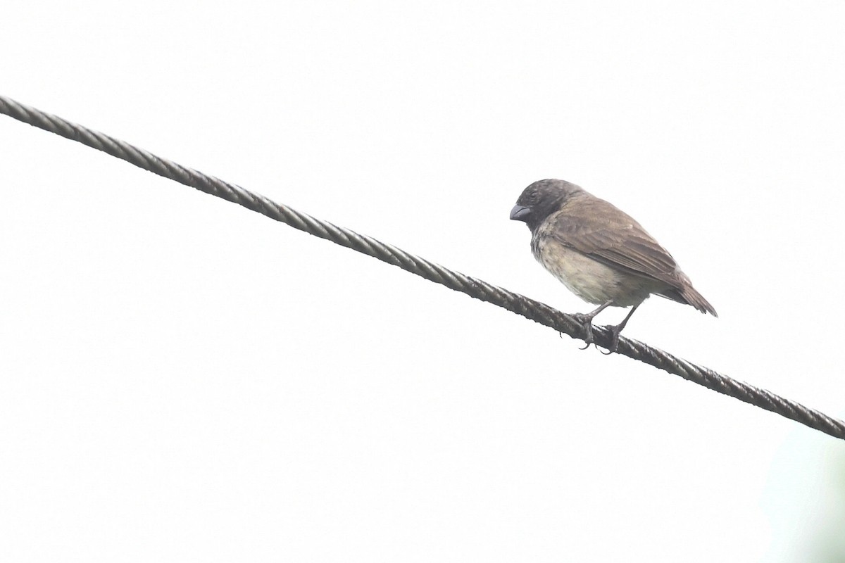 Small Tree-Finch - Ben  Lucking