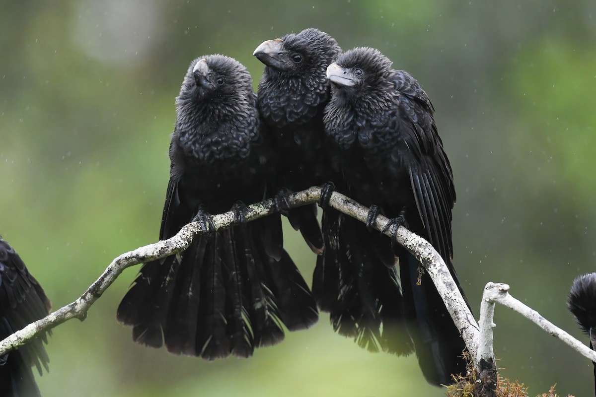 Smooth-billed Ani - ML615215029