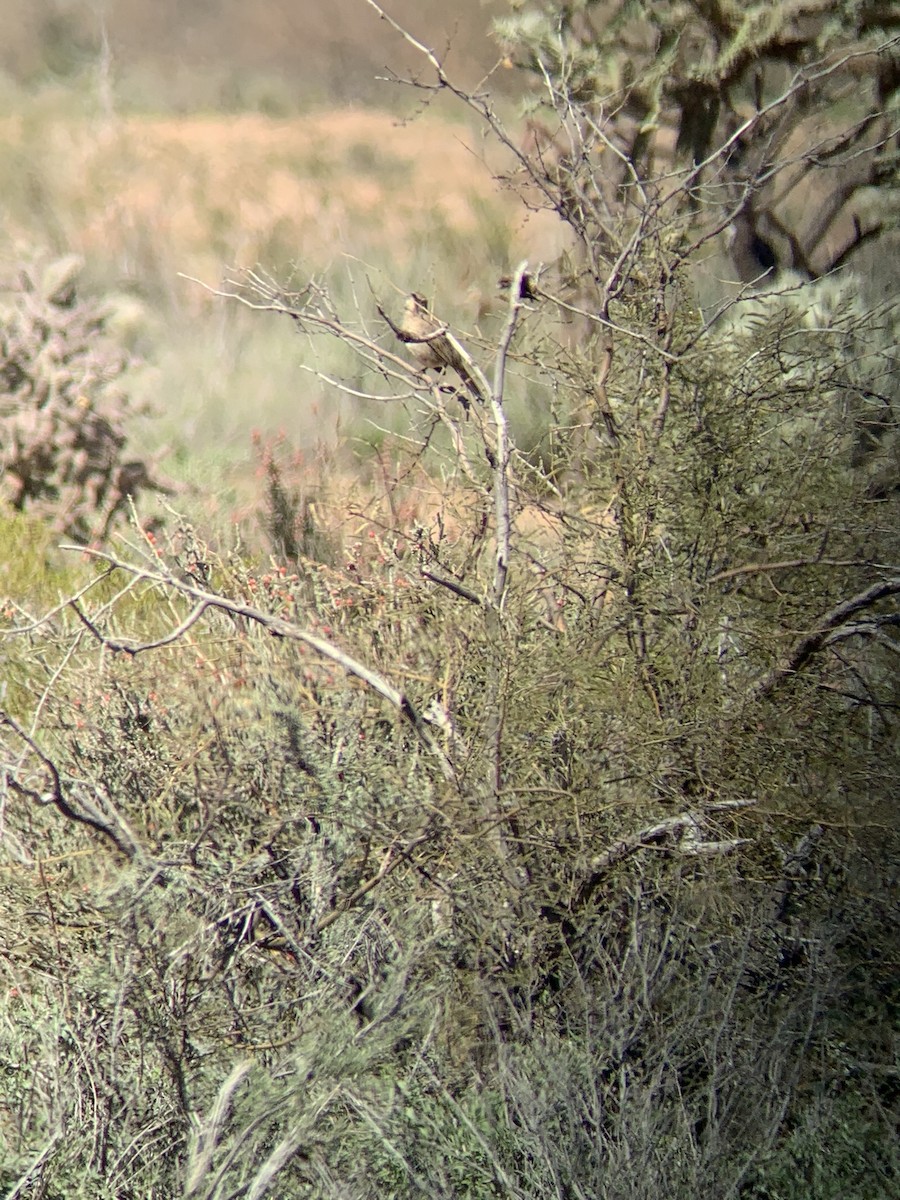 Bendire's Thrasher - David Griffin