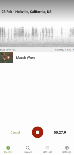 Marsh Wren - ML615215124