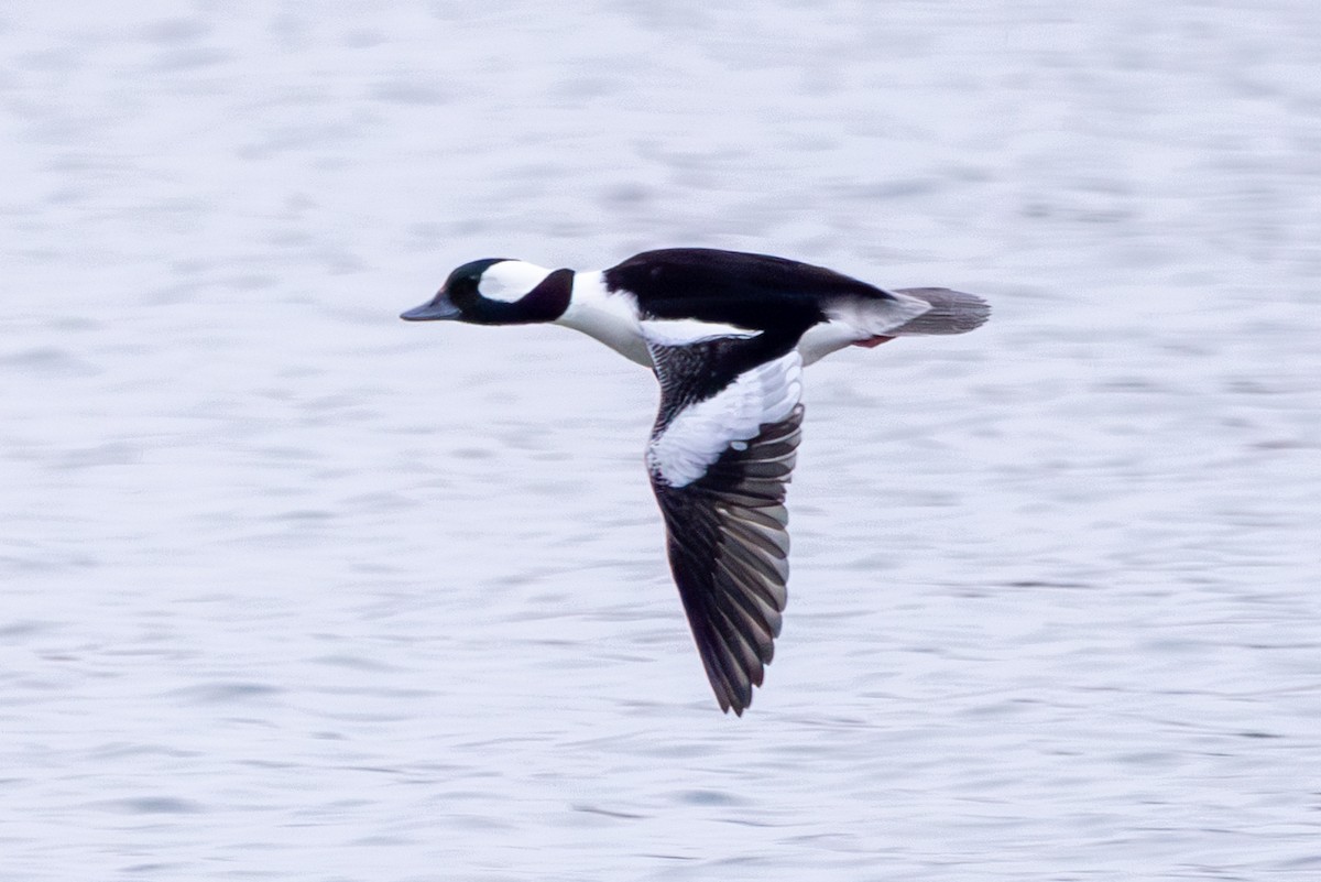 Bufflehead - Stinky Bird