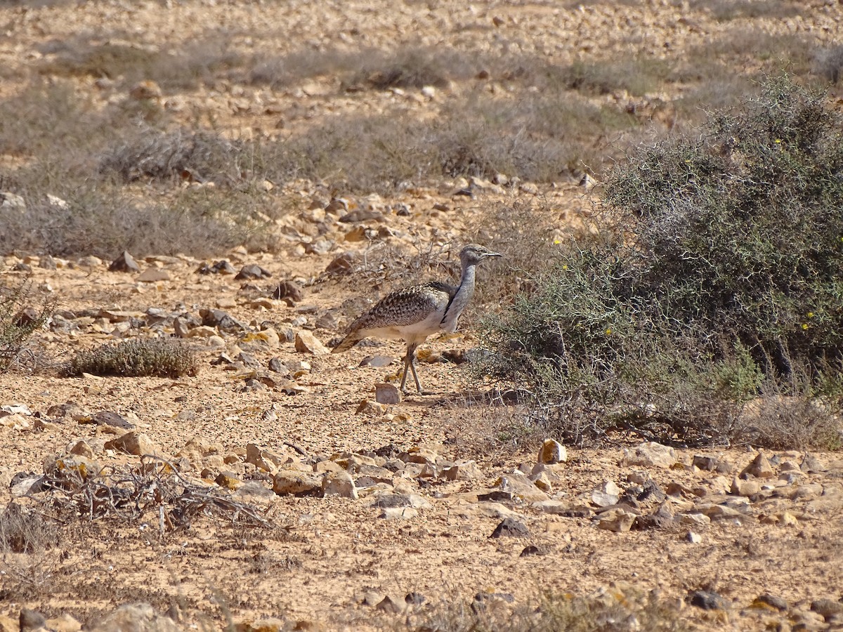 Saharakragentrappe (fuertaventurae) - ML615215130