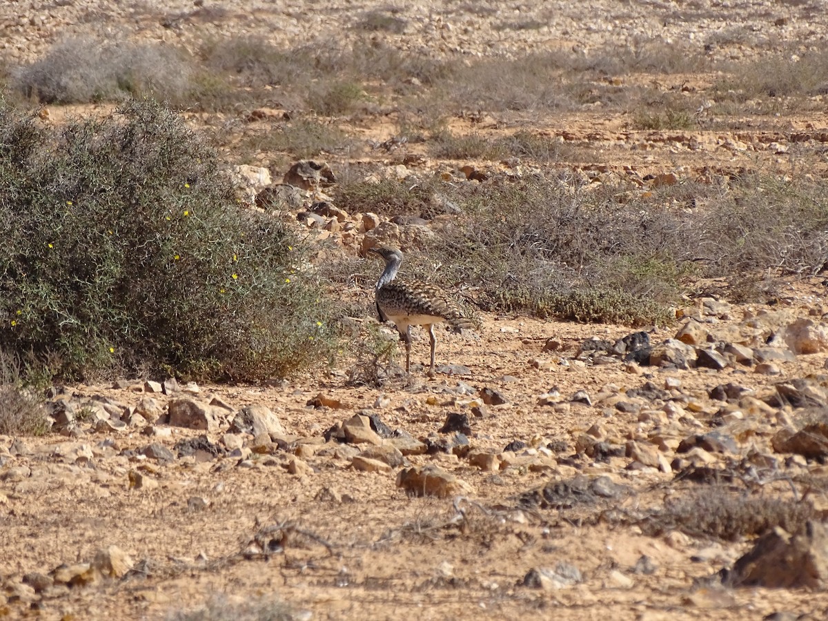 Houbara basoiloa (Kanariar uharteetakoa) - ML615215138