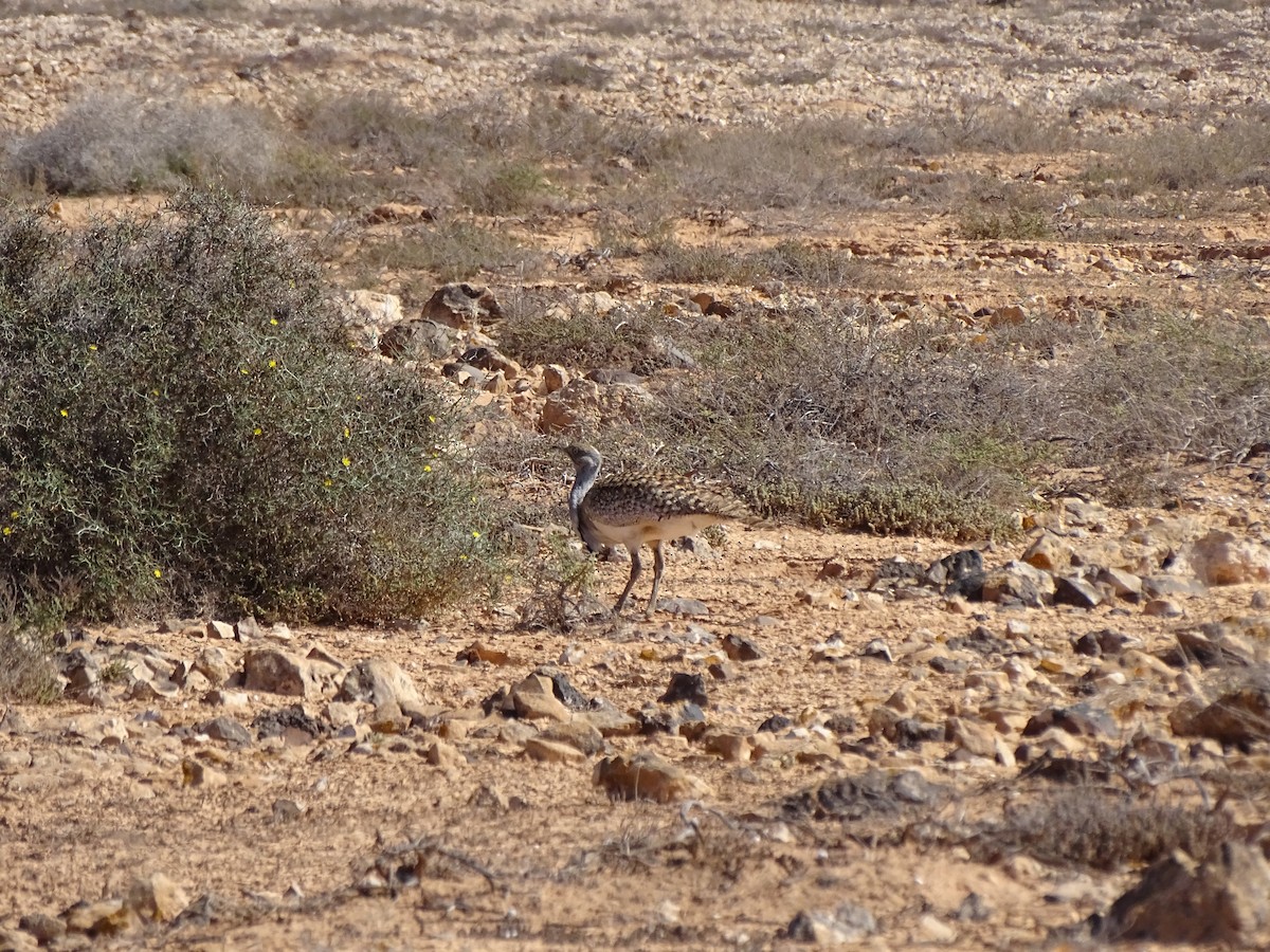 Houbara basoiloa (Kanariar uharteetakoa) - ML615215139