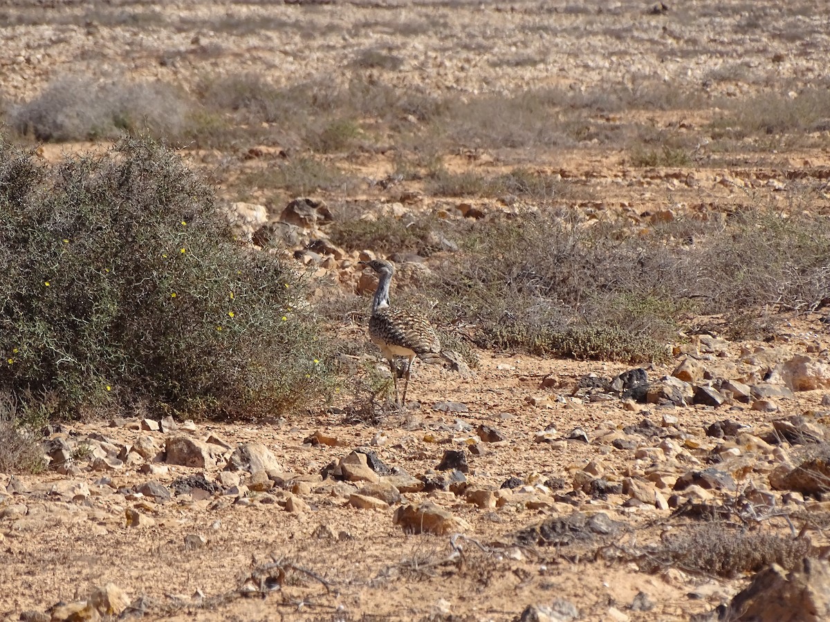 フサエリショウノガン（fuertaventurae） - ML615215140