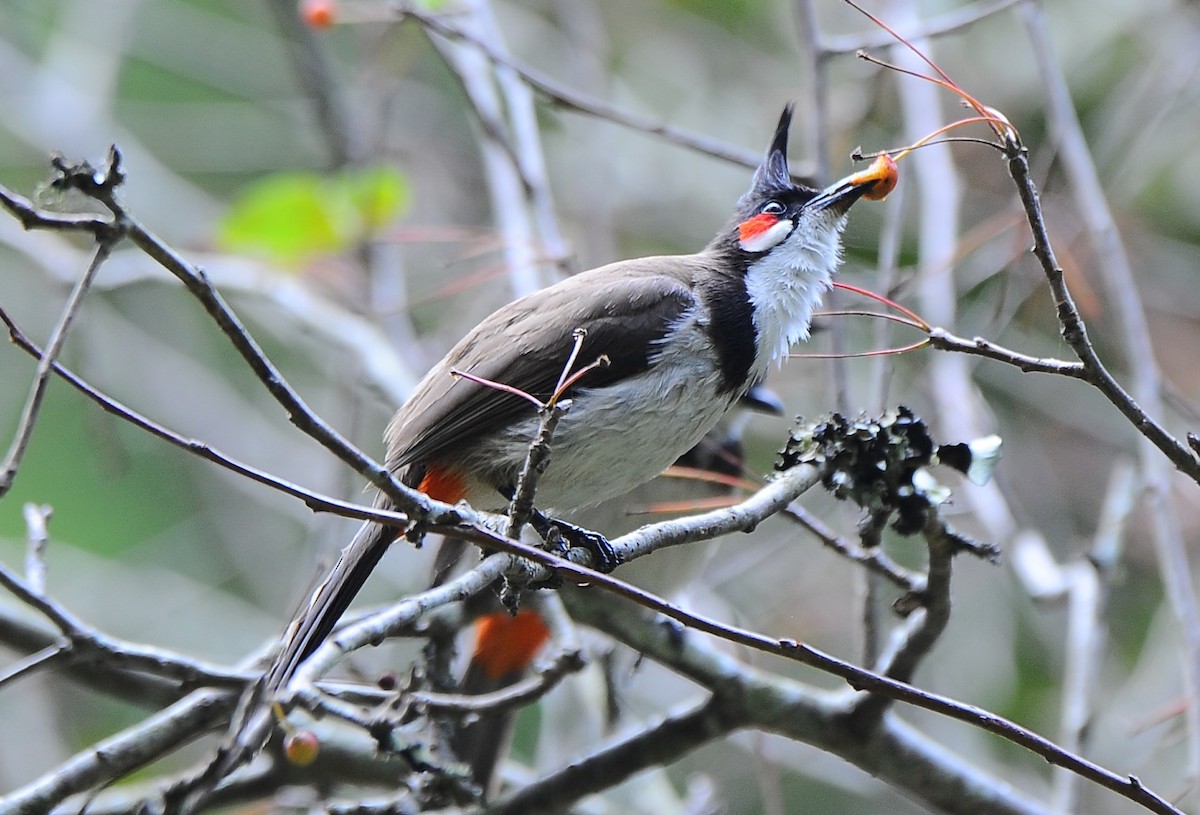 Red-whiskered Bulbul - JOE M RAJA