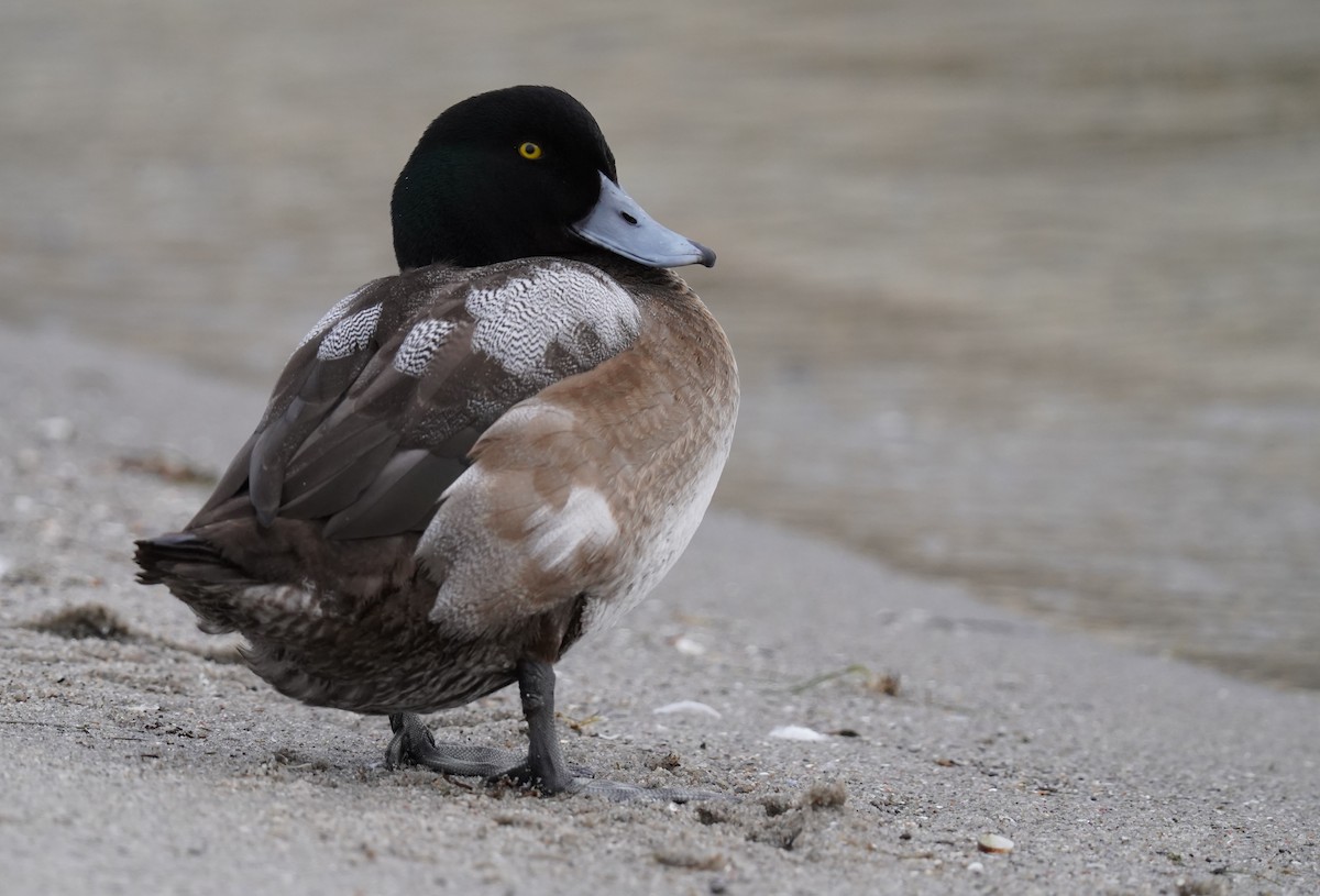 Greater Scaup - ML615215172