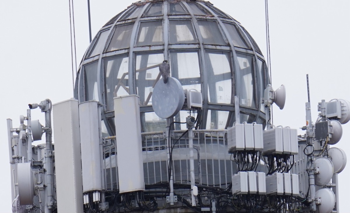 Peregrine Falcon - ML615215195