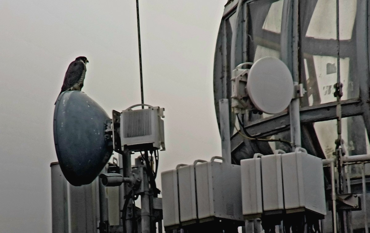 Peregrine Falcon - ML615215196