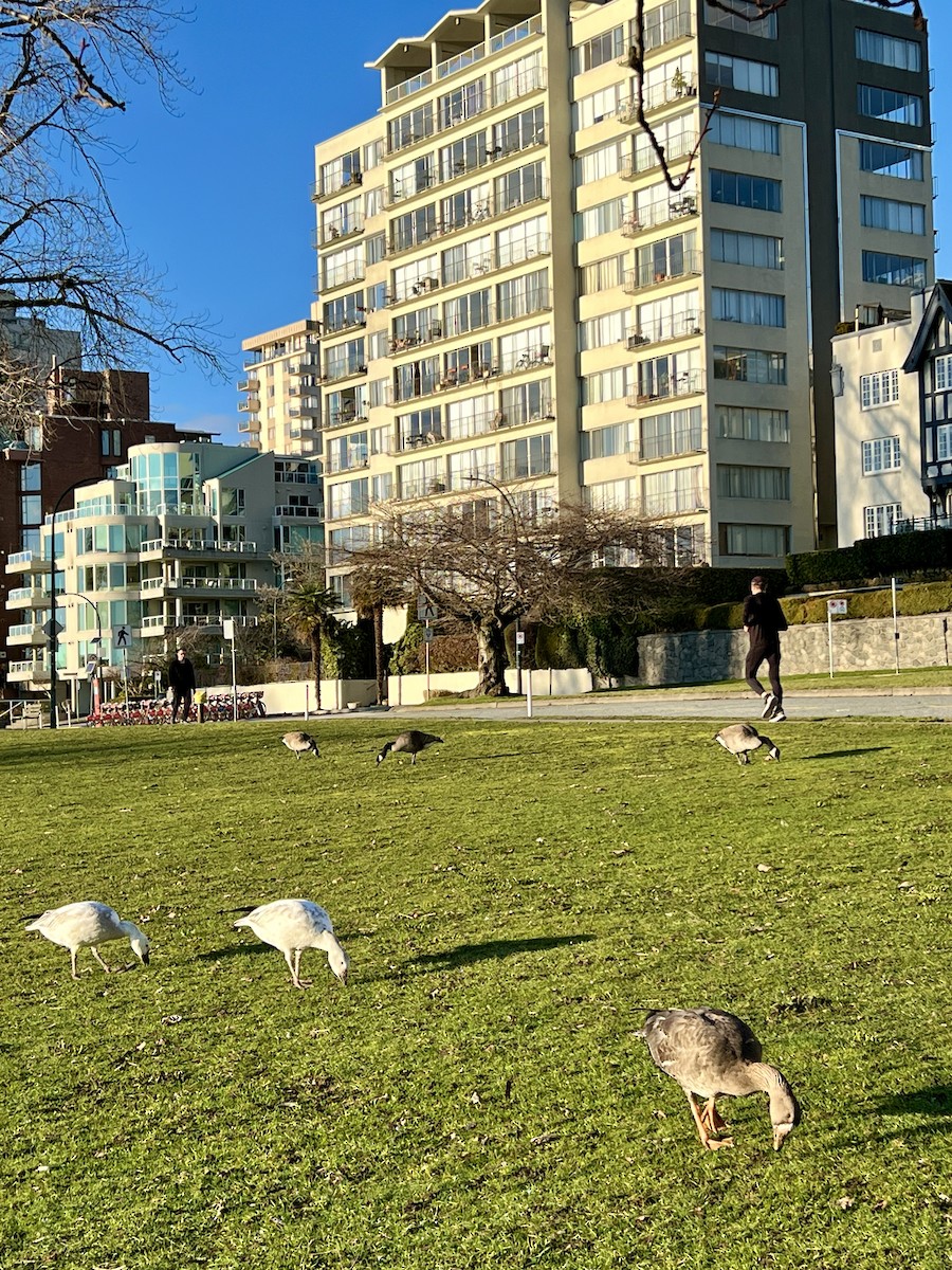 Snow Goose - ML615215341