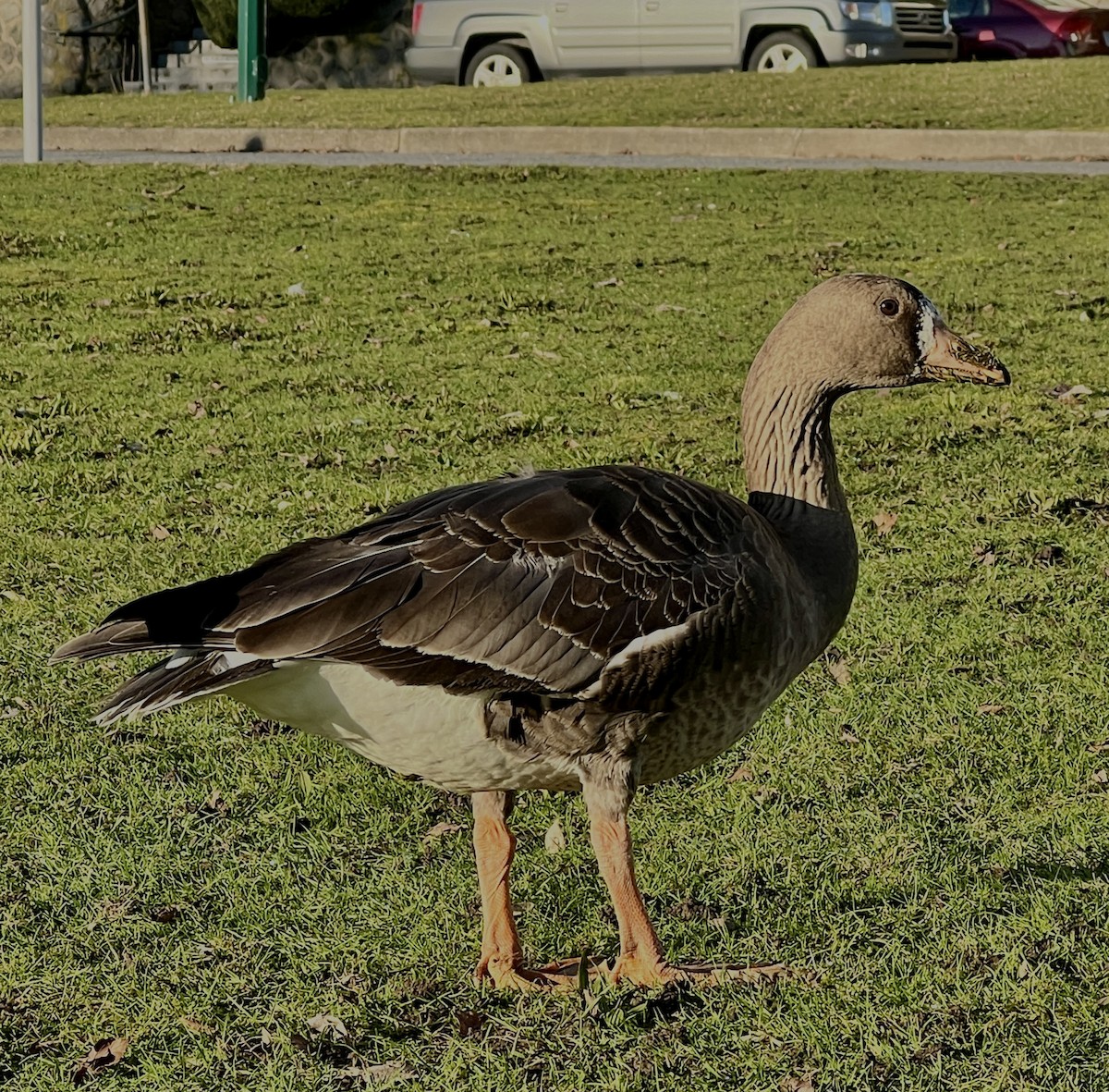 Greater White-fronted Goose - ML615215346