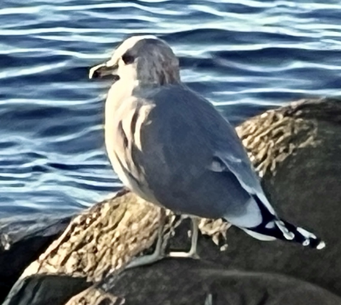 California Gull - ML615215350