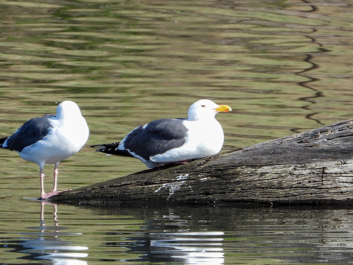 Western Gull - ML615215381