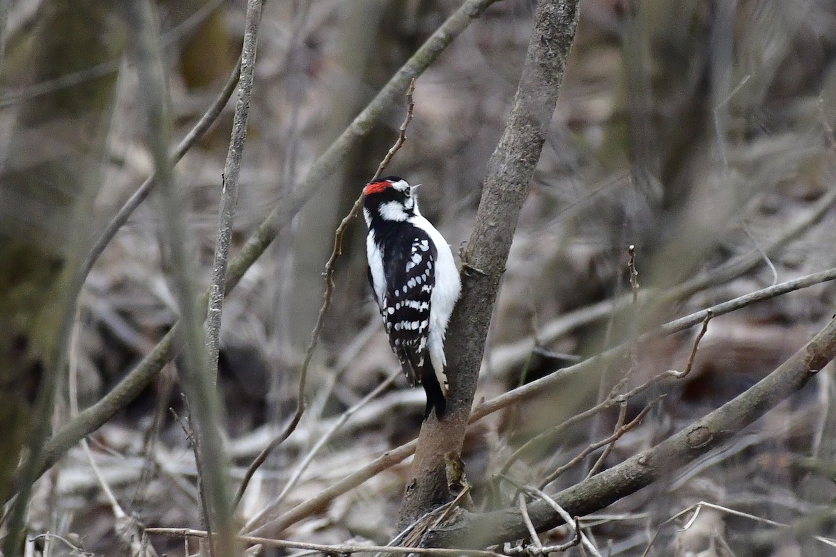 Downy Woodpecker - ML615215384