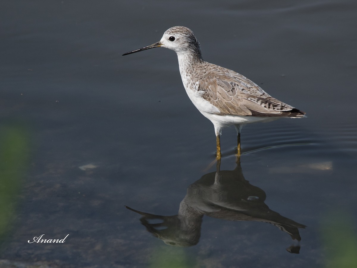 Marsh Sandpiper - Anand Singh