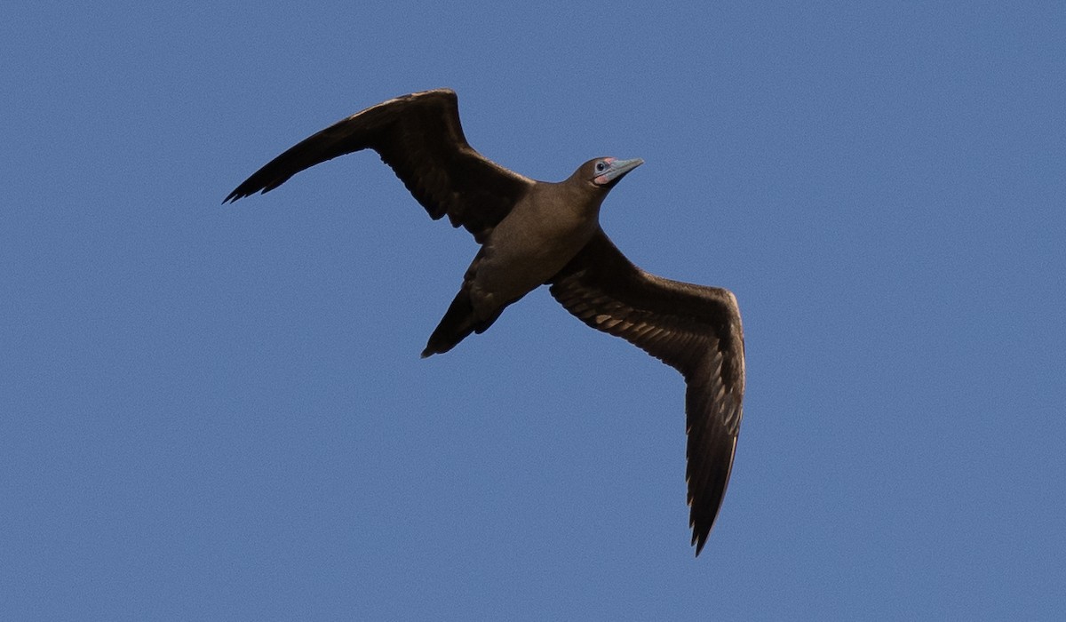 Red-footed Booby - ML615215444