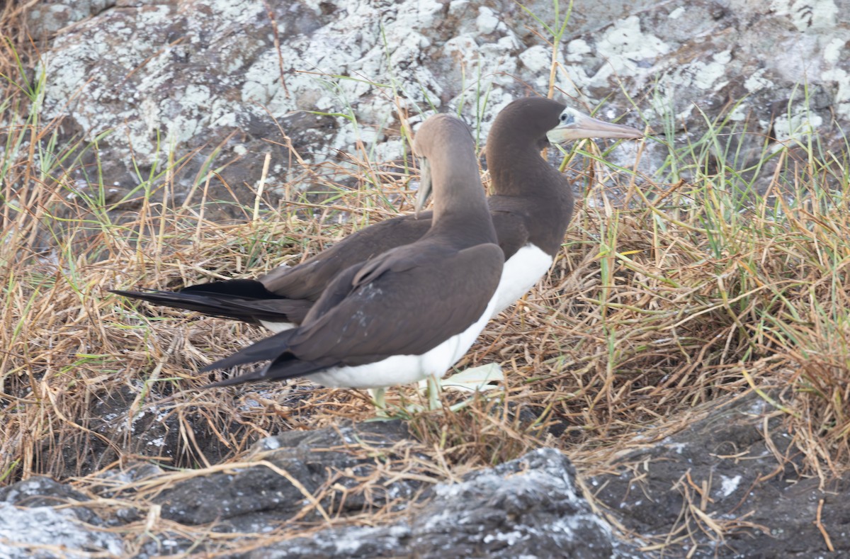 Brown Booby - ML615215516