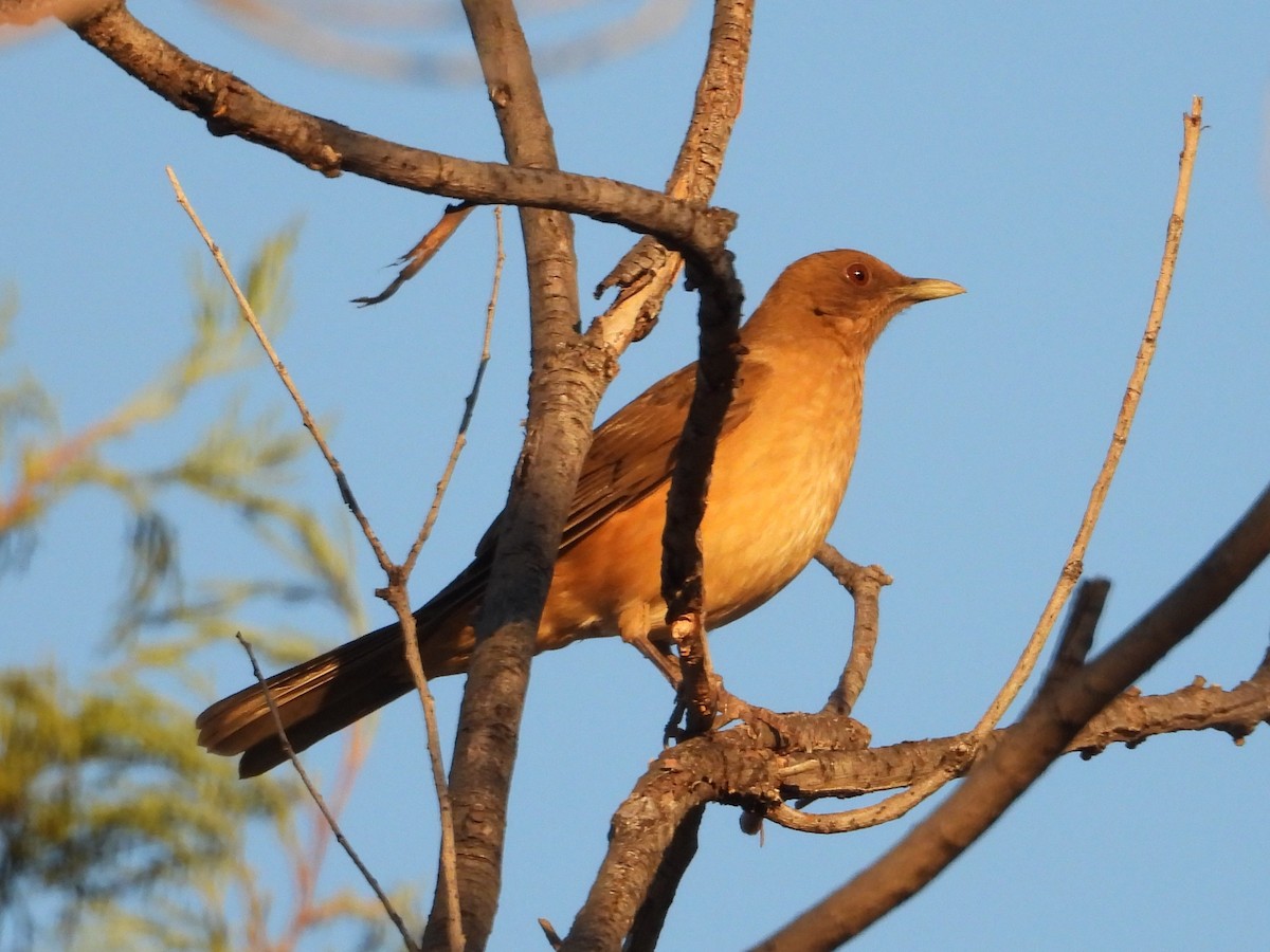 Clay-colored Thrush - ML615215547